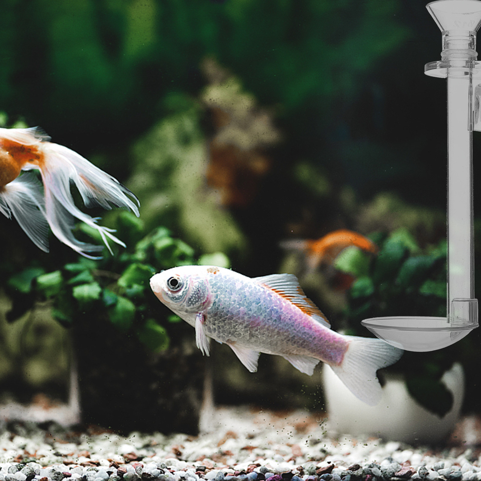 Aquarium Fish And Supplies - 1Set Aquarium Shrimp Feeder Tube Acrylic