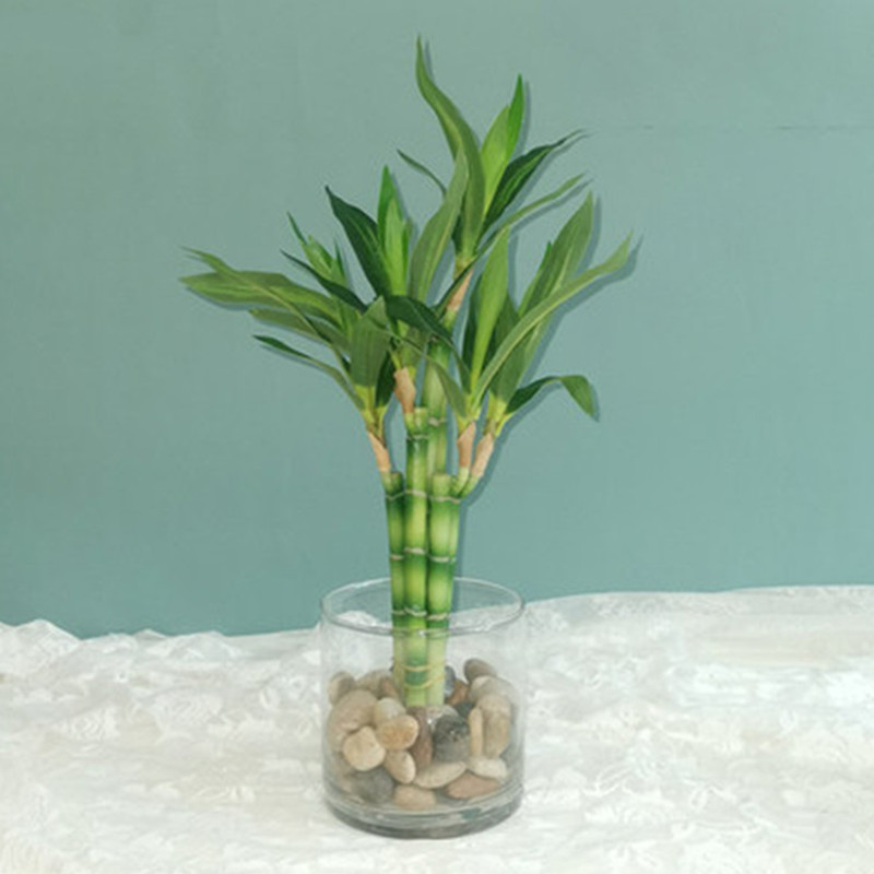 Aquarium Fish Land - New 40cm Artificial Lucky Bamboo Succulent