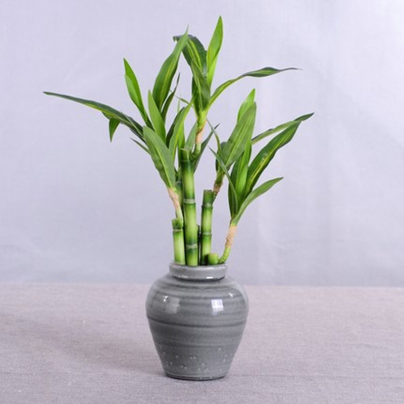 New 40cm Artificial Lucky Bamb - Aquarium Fish Land review and price