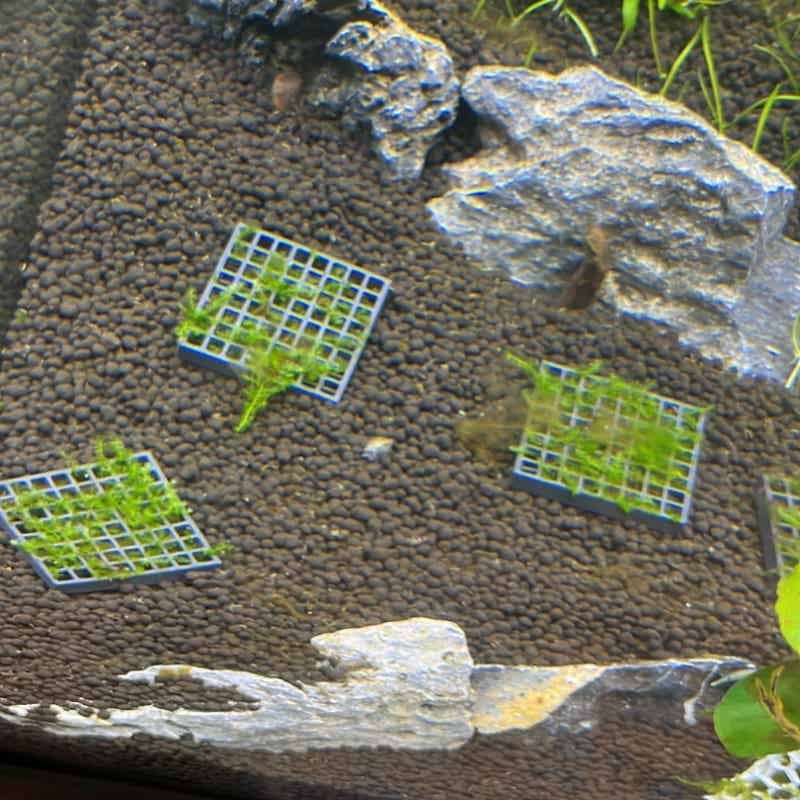 Aquarium Moss Mesh Holder Elev - Aquarium Fish Elevator review and price