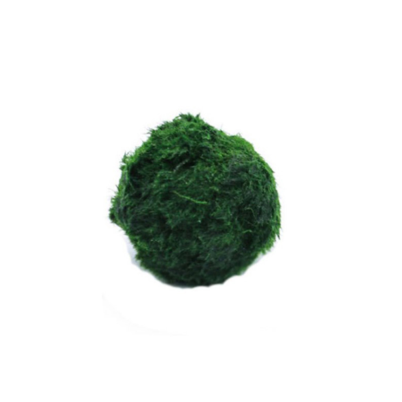 Marimo Moss Balls Live Aquariu - Aquarium Fish Ball review and price