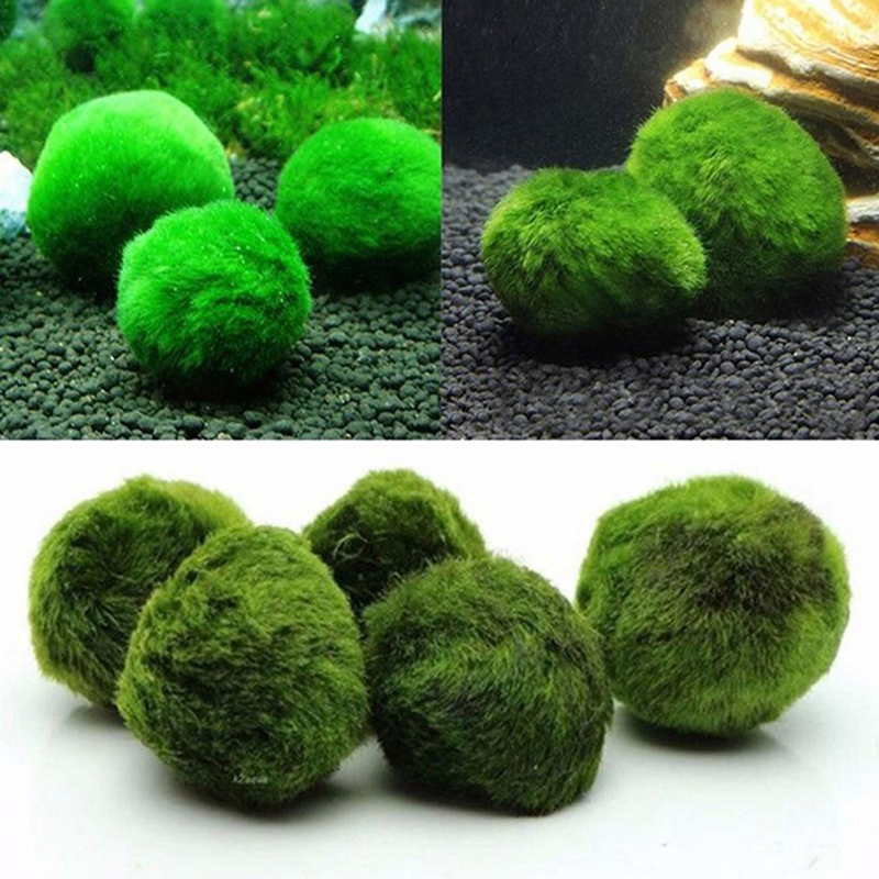 Marimo Moss Balls Live Aquariu - Aquarium Fish Ball review and price