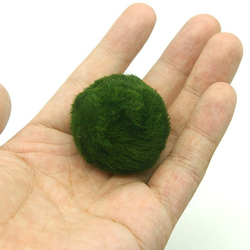 Marimo Moss Balls Live Aquariu - Aquarium Fish Ball review and price