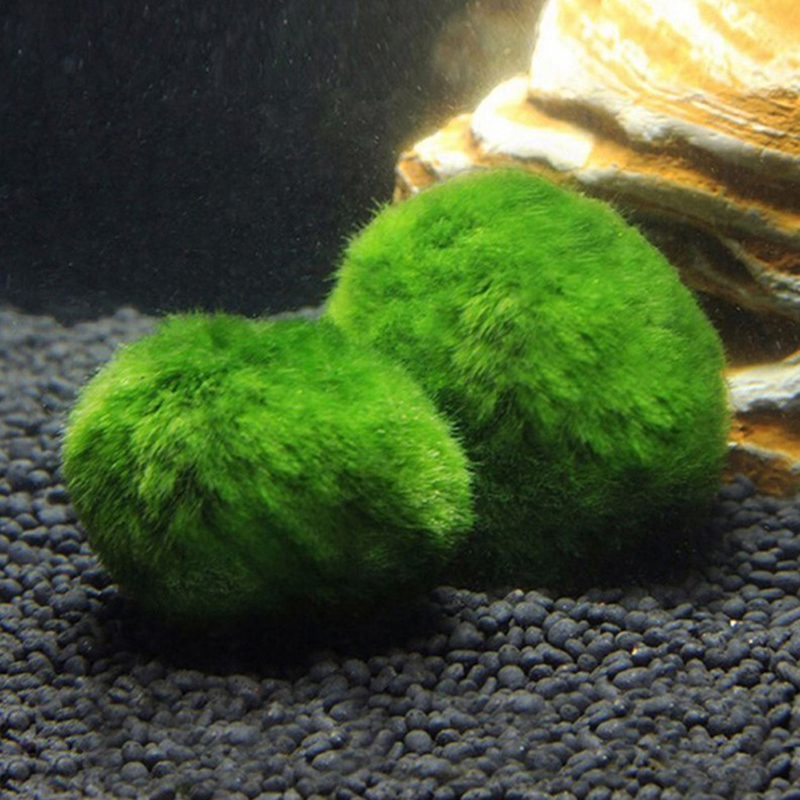Marimo Moss Balls Live Aquariu - Aquarium Fish Ball review and price